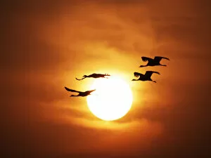 Images Dated 31st May 2020: Demoiselle Crane - Dawn flight with Sun Grus virgo Khichan, Rajasthan
