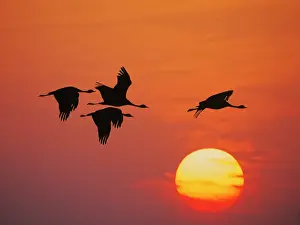 Cranes Prints: Demoiselle Crane - Dawn flight with Sun Grus virgo Khichan, Rajasthan, India BI032260
