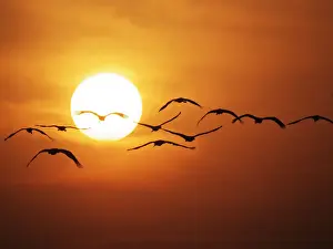 Demoiselle Crane - Dawn flight with Sun Grus virgo Khichan, Rajasthan, India BI032275