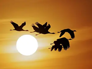 Demoiselle Crane - Dawn flight with Sun Grus virgo Khichan, Rajasthan, India BI032282