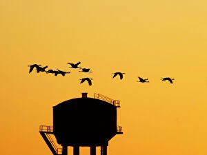 Images Dated 31st May 2020: Demoiselle Crane - Dawn flight with water tower Grus virgo Khichan, Rajasthan