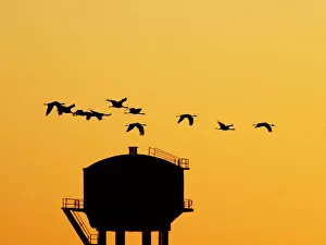 Demoiselle Collection: Demoiselle Crane - Dawn flight with water tower Grus virgo Khichan, Rajasthan, India BI032225