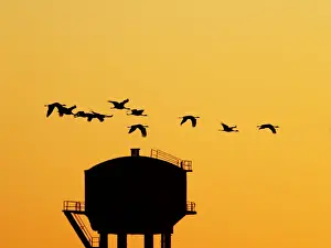 Cranes Prints: Demoiselle Crane - Dawn flight with water tower Grus virgo Khichan