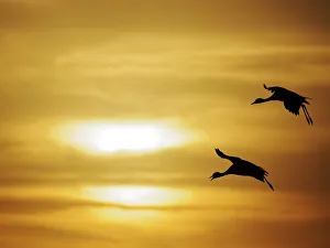 Demoiselle Collection: Demoiselle Crane - Dawn flight against yellow sky Grus virgo Khichan, Rajasthan, India BI032321
