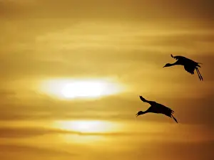 Cranes Prints: Demoiselle Crane - Dawn flight against yellow sky Grus virgo Khichan