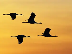 Demoiselle Crane - Dawn flight against yellow sky Grus virgo Khichan, Rajasthan, India BI032325