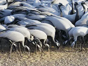 Cranes Prints: Demoiselle Crane - Feeding on grain Grus virgo Khichan, Rajasthan, India BI032723