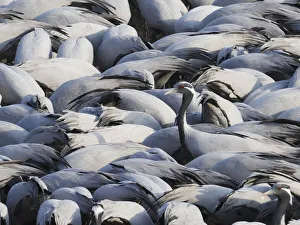 Demoiselle Collection: Demoiselle Crane - One amongst many at feeding station Grus virgo Khichan, Rajasthan, India BI032810
