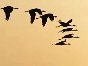 Demoiselle Collection: Demoiselle Crane - in flight at Sunset Grus virgo Khichan, Rajasthan, India BI032486