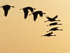 Cranes Prints: Demoiselle Crane - in flight at Sunset Grus virgo Khichan, Rajasthan, India BI032486