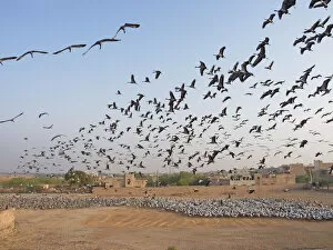 Demoiselle Crane - flocks circling feeding centre Grus virgo Khichan, Rajasthan, India BI032383 Date: 20-Feb-20