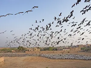 Cranes Prints: Demoiselle Crane - flocks circling feeding centre Grus virgo Khichan