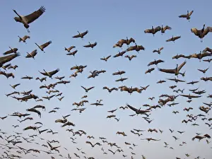 Demoiselle Crane - flocks circling feeding centre Grus virgo Khichan, Rajasthan, India BI032462