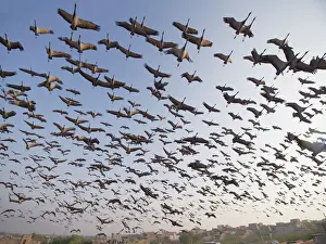 Demoiselle Crane - flocks circling feeding centre Grus virgo Khichan, Rajasthan, India BI032470