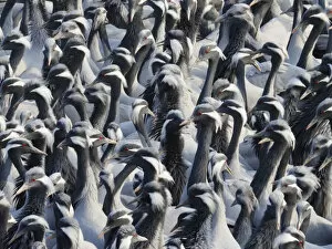 Demoiselle Crane - Massed flock at feeding station Grus virgo Khichan, Rajasthan, India BI032776 Date: 20-Feb-20