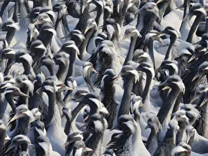 Demoiselle Collection: Demoiselle Crane - Massed flock at feeding station Grus virgo Khichan, Rajasthan, India BI032776
