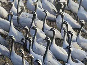 Images Dated 31st May 2020: Demoiselle Crane - Massed flock at feeding station Grus virgo Khichan, Rajasthan