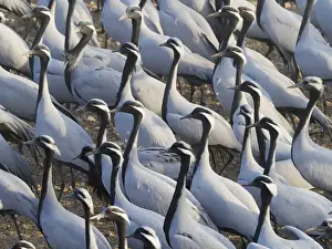 Demoiselle Crane - Massed flock at feeding station Grus virgo Khichan, Rajasthan, India BI032784