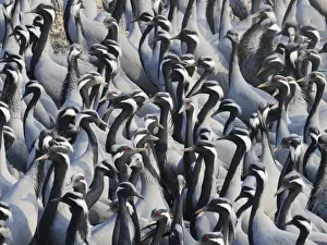 Demoiselle Crane - Massed flock at feeding station Grus virgo Khichan, Rajasthan, India BI032791