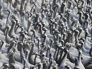 Demoiselle Crane - Massed flock at feeding station Grus virgo Khichan, Rajasthan, India BI032793