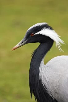 Images Dated 25th February 2007: Demoiselle Crane Portrait India and Northern Asia