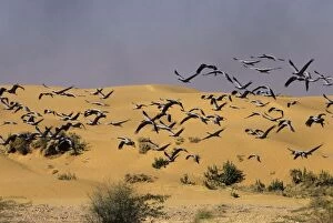 Demoiselle Cranes - in flight in desert