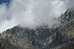Images Dated 2nd May 2008: Demoiselle Cranes - in flight over Himalayas Nepal. Migration