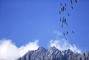 Nepal Prints: Demoiselle Cranes - in flight over mountains - Nepal