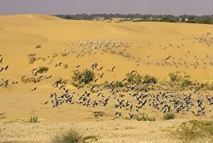 Demoiselle Cranes - flock in the desert