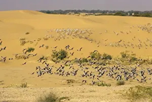 Demoiselle Cranes - flock in the desert. Jodhpur, India