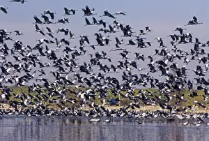 Mass Flocks Prints: Demoiselle Cranes taking-off from a village pond, Jodhpur, India