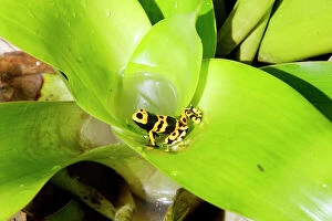Bromeliad Gallery: Dendrobate Poison Arrow Frog.Dendrobates leucomela
