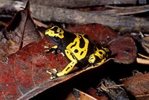 Anura Gallery: Dendrobatid Poison Dart Frog