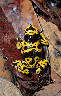 Anura Prints: Dendrobatid Poison dart Frog (Dendrobates leucomelas), Venezuela, South America