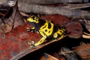 Dendrobatid Poison dart Frog (Dendrobates leucomelas), Venezuela, South America