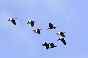 Images Dated 17th February 2006: Dendrocygne a ventre noir. Dendrocygna autumnalis