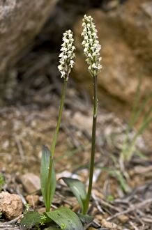 Images Dated 1st April 2012: Dense-flowered Orchid