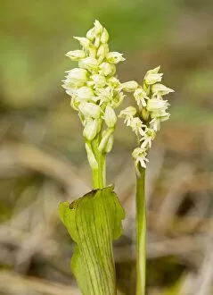 Dense-flowered Orchids / Mediterranean Orchid