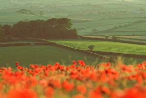 Dense out-of-focus Poppies in cereal crop, Devon, agricultural landscape beyond