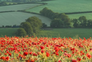 Dense Poppies in cereal crop, Devon, agricultural landscape beyond Dense Poppies in cereal crop, Devon, agricultural landscape beyond