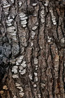 Cedar Prints: Deodar Cedar - bark