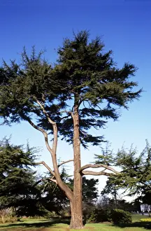 Deodarn Cedar