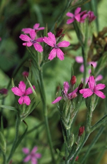 Images Dated 14th July 2008: Deptford Pink