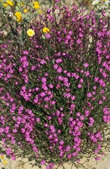 Images Dated 14th July 2008: Deptford Pink - flowering