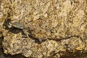 Agamas Gallery: A desert Agama lizard, the Southern Rock Agama ( Agama atra), Goegap, Namaqualand, South Africa