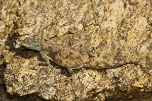 Namaqualand Prints: desert Agama lizard, the Southern Rock Agama - Goegap, Namaqualand, South Africa