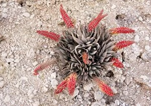 Desert Aloe - in flower. Kalahari Desert, South