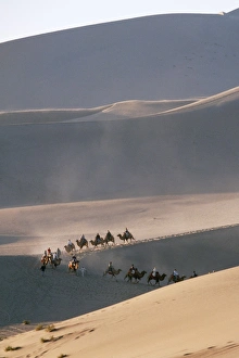 Images Dated 26th August 2004: Desert Batrian Camels, Gobi Desert, China