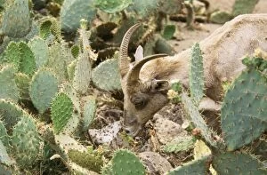 Images Dated 8th September 2006: Desert Bighorn Sheep - female, eating Prickly Pear Cactus