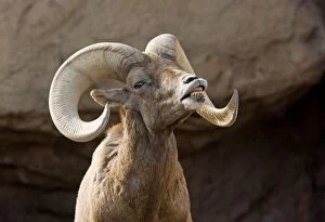 Bighorn Gallery: Desert Bighorn Sheep - male on heat, scenting female